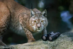 Steiner Wildlife 10,5x28 -Boot Und Teile Wildlife 1